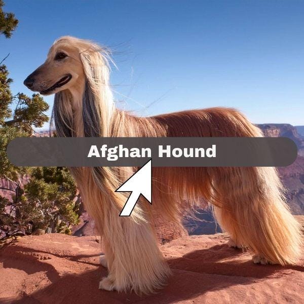 An Afghan Hound with long, flowing fur stands on a rocky ledge against a backdrop of a canyon and blue sky, with a label and arrow pointing at it.